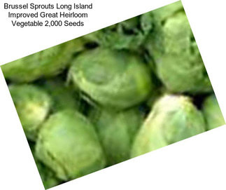 Brussel Sprouts Long Island Improved Great Heirloom Vegetable 2,000 Seeds