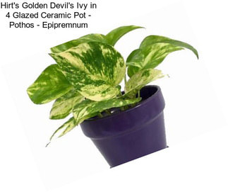 Hirt\'s Golden Devil\'s Ivy in 4\