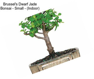 Brussel\'s Dwarf Jade Bonsai - Small - (Indoor)