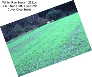 Winter Rye Seeds - 25 Lbs Bulk - Non-GMO Rye Grain Cover Crop Seeds