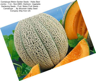 Cantaloupe Melon Garden Seeds - Hales Best Jumbo - 1 Lb - Non-GMO, Heirloom, Vegetable Gardening Seeds - Fruit, Melon Fruit Seeds - Cantaloupe .., By Mountain Valley Seed Company Ship from US