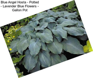 Blue Angel Hosta - Potted - Lavender Blue Flowers - Gallon Pot