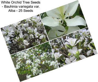 White Orchid Tree Seeds - Bauhinia variegata var. Alba - 25 Seeds