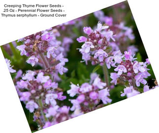 Creeping Thyme Flower Seeds - .25 Oz - Perennial Flower Seeds - Thymus serphyllum - Ground Cover