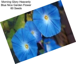 Morning Glory Heavenly Blue Nice Garden Flower 60 Seeds