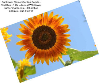 Sunflower Flower Garden Seeds - Red Sun - 1 Oz - Annual Wildflower Gardening Seeds - Helianthus annuus - Sun Flower