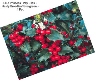 Blue Princess Holly - Ilex - Hardy Broadleaf Evergreen - 4\
