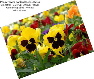 Pansy Flower Garden Seeds - Swiss Giant Mix - 0.25 Oz - Annual Flower Gardening Seed - Viola x wittrockiana