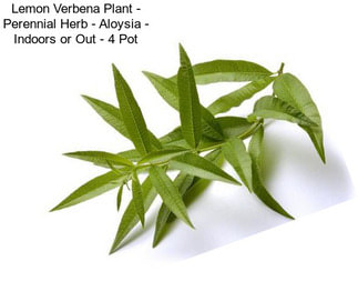 Lemon Verbena Plant - Perennial Herb - Aloysia - Indoors or Out - 4\