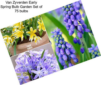 Van Zyverden Early Spring Bulb Garden Set of 75 bulbs