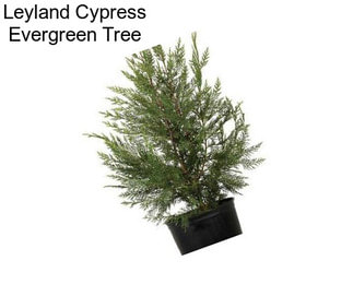 Leyland Cypress Evergreen Tree