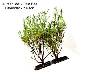 9GreenBox - Little Bee Lavender - 2 Pack