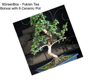 9GreenBox - Fukien Tea Bonsai with 6\