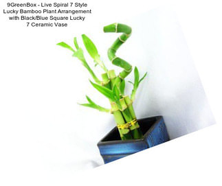 9GreenBox - Live Spiral 7 Style Lucky Bamboo Plant Arrangement with Black/Blue Square Lucky 7 Ceramic Vase