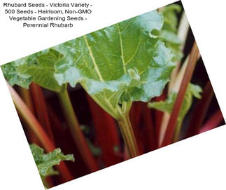 Rhubard Seeds - Victoria Variety - 500 Seeds - Heirloom, Non-GMO Vegetable Gardening Seeds - Perennial Rhubarb