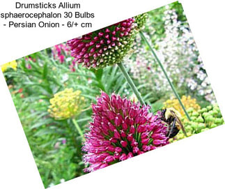 Drumsticks Allium sphaerocephalon 30 Bulbs - Persian Onion - 6/+ cm