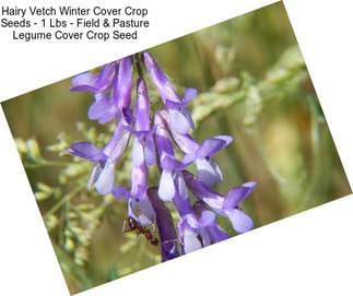 Hairy Vetch Winter Cover Crop Seeds - 1 Lbs - Field & Pasture Legume Cover Crop Seed