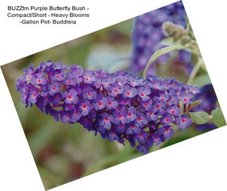 BUZZtm Purple Butterfly Bush - Compact/Short - Heavy Blooms -Gallon Pot- Buddleia
