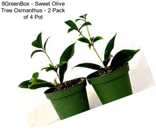 9GreenBox - Sweet Olive Tree Osmanthus - 2 Pack of 4\