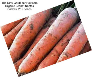 The Dirty Gardener Heirloom Organic Scarlet Nantes Carrots, 25+ Seeds
