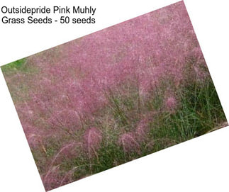 Outsidepride Pink Muhly Grass Seeds - 50 seeds