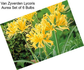 Van Zyverden Lycoris Aurea Set of 6 Bulbs