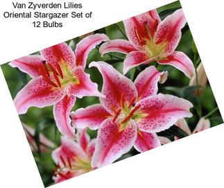 Van Zyverden Lilies Oriental Stargazer Set of 12 Bulbs