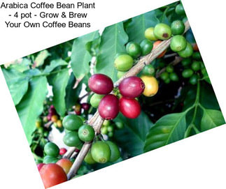 Arabica Coffee Bean Plant - 4\