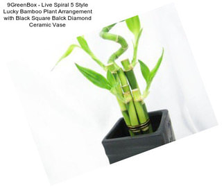 9GreenBox - Live Spiral 5 Style Lucky Bamboo Plant Arrangement with Black Square Balck Diamond Ceramic Vase