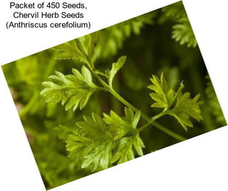 Packet of 450 Seeds, Chervil Herb Seeds (Anthriscus cerefolium)