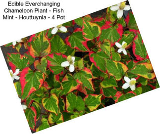 Edible Everchanging Chameleon Plant - Fish Mint - Houttuynia - 4\