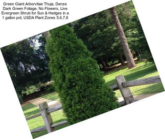 Green Giant Arborvitae Thuja, Dense Dark Green Foliage, No Flowers, Live Evergreen Shrub for Sun & Hedges in a 1 gallon pot, USDA Plant Zones 5,6,7,8