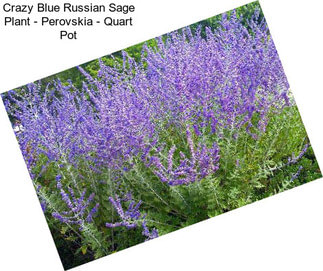 Crazy Blue Russian Sage Plant - Perovskia - Quart Pot