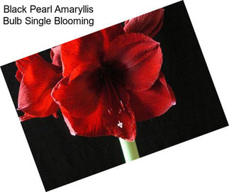 Black Pearl Amaryllis Bulb Single Blooming