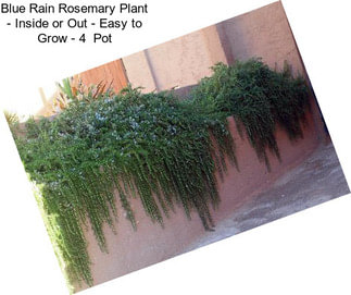 Blue Rain Rosemary Plant - Inside or Out - Easy to Grow - 4\