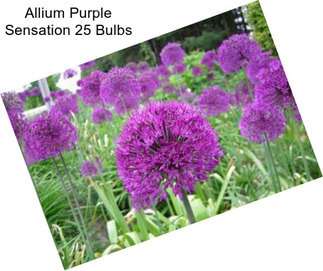 Allium Purple Sensation 25 Bulbs