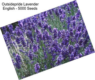 Outsidepride Lavender English - 5000 Seeds