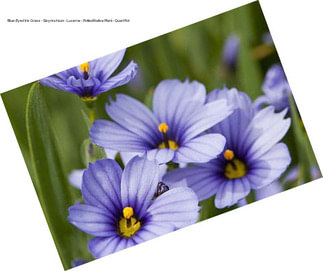 Blue-Eyed Iris Grass - Sisyrinchium - Lucerne - Potted/Native Plant - Quart Pot