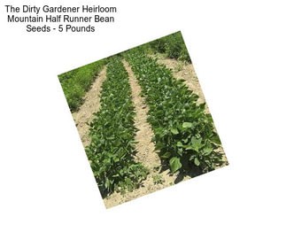 The Dirty Gardener Heirloom Mountain Half Runner Bean Seeds - 5 Pounds