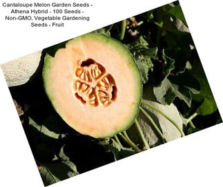 Cantaloupe Melon Garden Seeds - Athena Hybrid - 100 Seeds - Non-GMO, Vegetable Gardening Seeds - Fruit