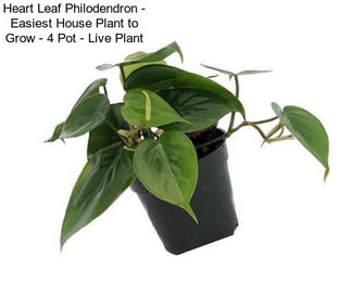 Heart Leaf Philodendron - Easiest House Plant to Grow - 4\