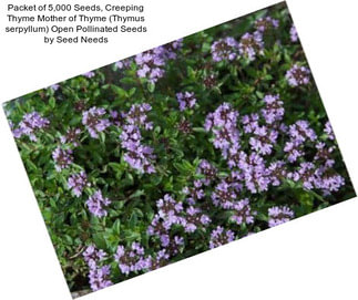 Packet of 5,000 Seeds, Creeping Thyme \