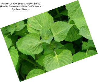 Packet of 300 Seeds, Green Shiso (Perilla frutescens) Non-GMO Seeds By Seed Needs