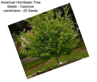 American Hornbeam Tree Seeds - Carpinus caroliniana - 25 Seeds