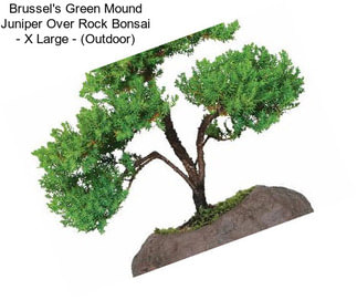 Brussel\'s Green Mound Juniper Over Rock Bonsai - X Large - (Outdoor)