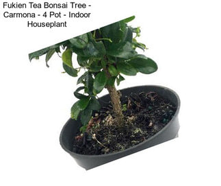 Fukien Tea Bonsai Tree - Carmona - 4\