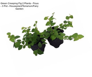 Green Creeping Fig 2 Plants - Ficus - 3\