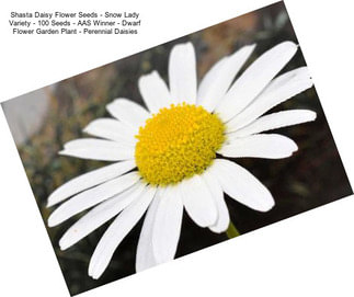 Shasta Daisy Flower Seeds - Snow Lady Variety - 100 Seeds - AAS Winner - Dwarf Flower Garden Plant - Perennial Daisies