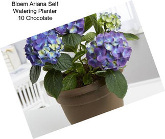 Bloem Ariana Self Watering Planter 10\