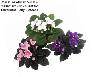 Miniature African Violet - 3 Plants/2\